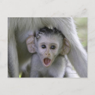 Baby baboon underneath its mother postcard