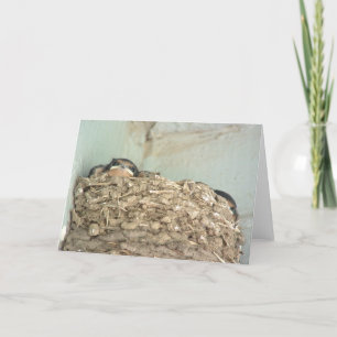 Baby Barn Swallows Greeting Card
