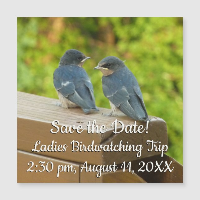 Baby Barn Swallows Nature Bird Photography (Front)