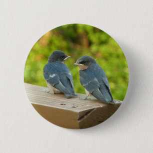 Baby Barn Swallows Nature Bird Photography 6 Cm Round Badge