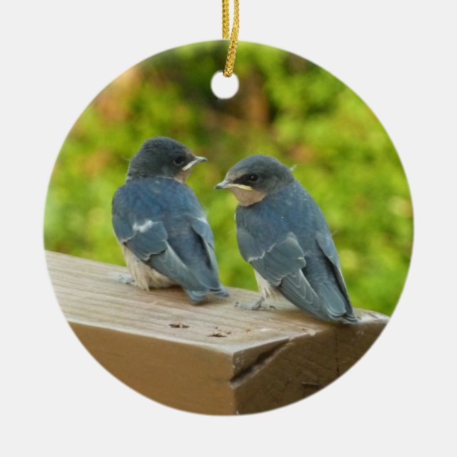 Baby Barn Swallows Nature Bird Photography Ceramic Ornament (Front)