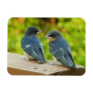 Baby Barn Swallows Nature Bird Photography Magnet