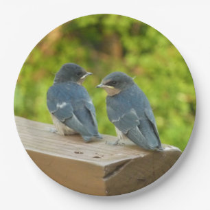 Baby Barn Swallows Nature Bird Photography Paper Plate