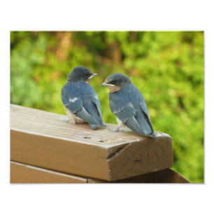 Baby Barn Swallows Nature Bird Photography Photo Print
