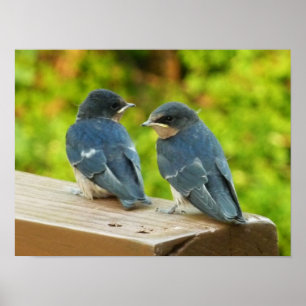 Baby Barn Swallows Nature Bird Photography Poster