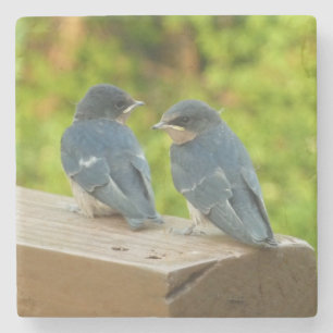 Baby Barn Swallows Nature Bird Photography Stone Coaster