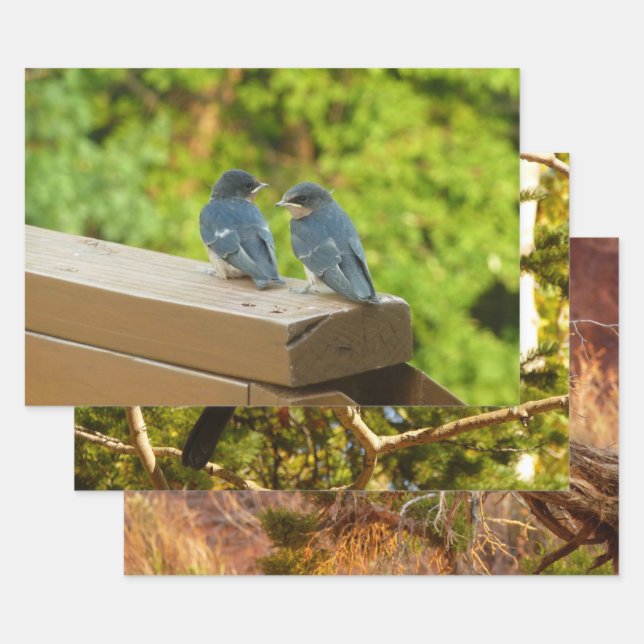 Baby Barn Swallows Nature Bird Photography Wrapping Paper Sheet (Set)