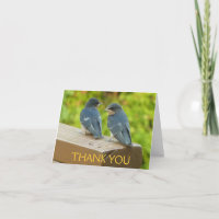 Baby Barn Swallows