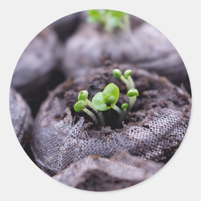 Baby Basil Plant Classic Round Sticker (Front)