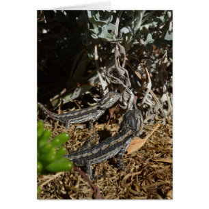 Baby Bearded Dragon Lizards,