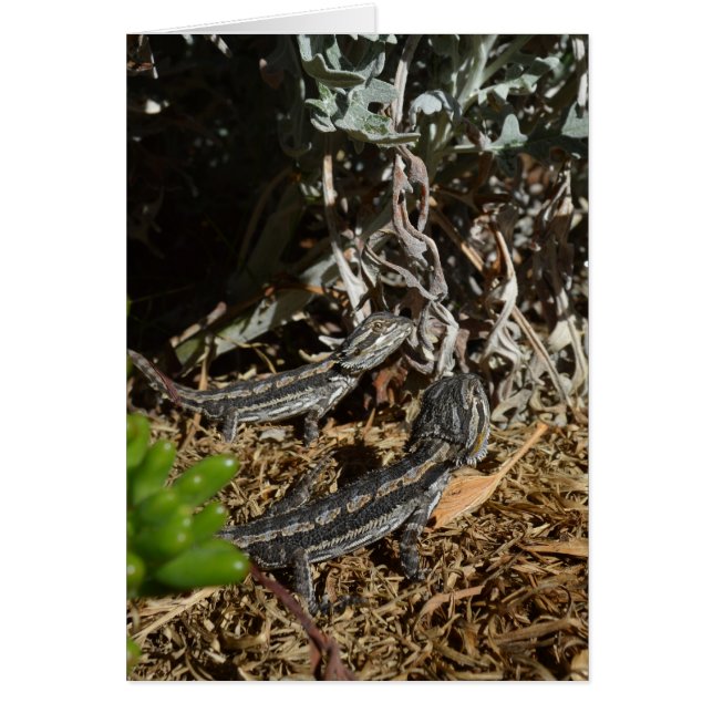 Baby Bearded Dragon Lizards, (Front)