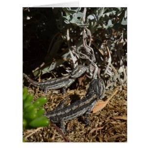 Baby Bearded Dragon Lizards,