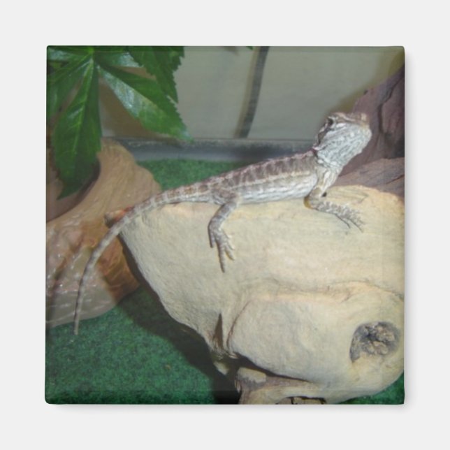 Baby Bearded Dragon Magnet (Front)