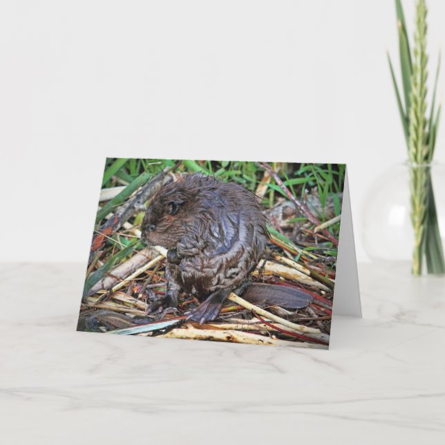 Baby Beaver Photo Card (Front)