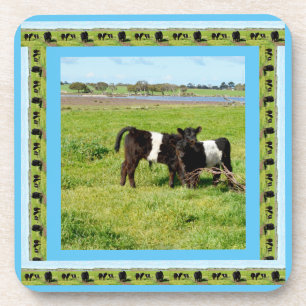 Baby Belted Galloway Cows, Coaster