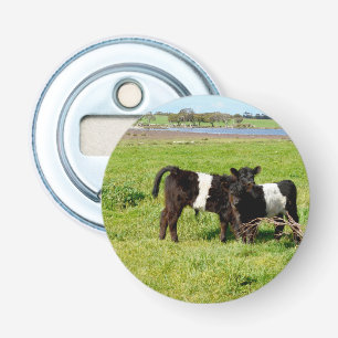 Baby Belted Galloway Cows In Country, Bottle Opener
