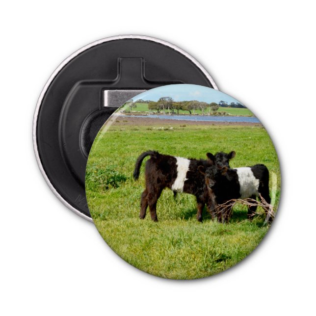 Baby Belted Galloway Cows In Country, Bottle Opener (Front)