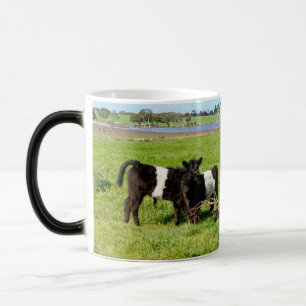 Baby Belted Galloway Cows In Country, Magic Mug