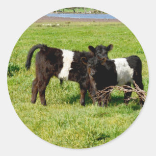 Baby Belted Galloway Cows, Round Stickers