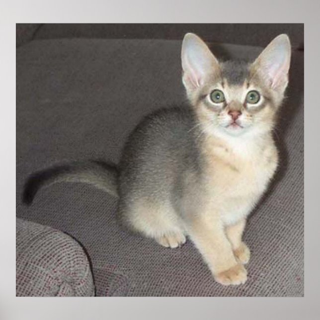 Baby big eye big ear Abyssinian blue male kitten Poster (Front)