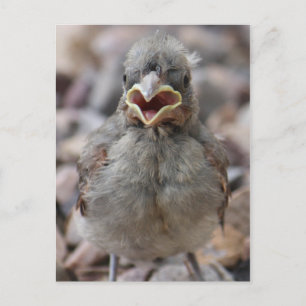 Baby Bird Attitude Postcard