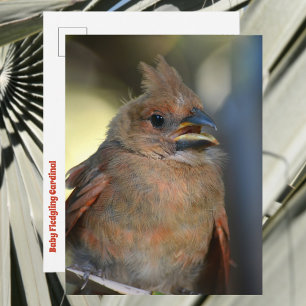 Baby Bird Fledgling Cardinal Cute Wildlife Photo Postcard