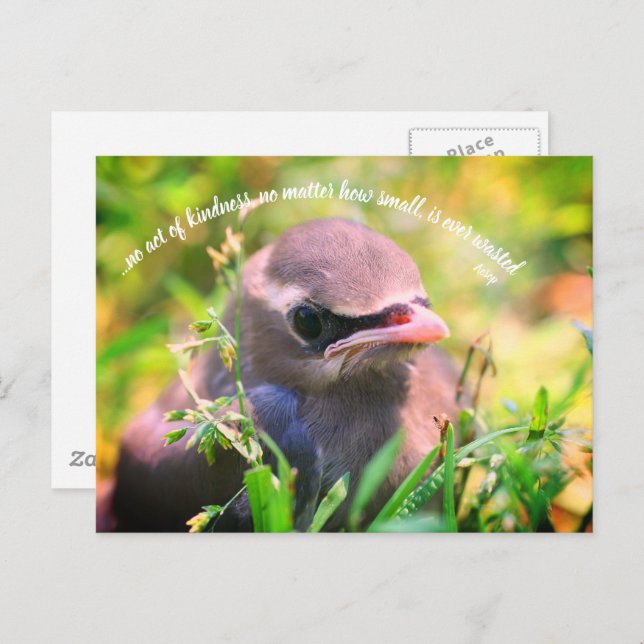 Baby Bird Inspirational Acts Of Kindness Quote  Postcard (Front/Back)