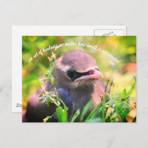 Baby Bird Inspirational Acts Of Kindness Quote  Postcard