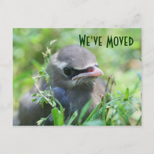 Baby Bird New Address Nature Postcard