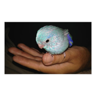 Baby Bird Pacific Blue Parrotlet Portrait Photo Print