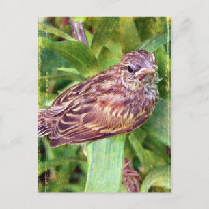 Baby Bird Postcard
