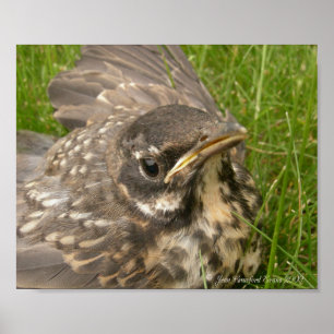 Baby bird poster