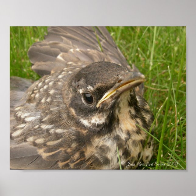 Baby bird poster (Front)