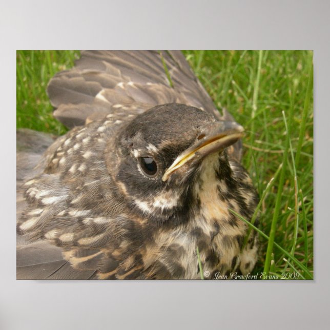 Baby bird poster (Front)