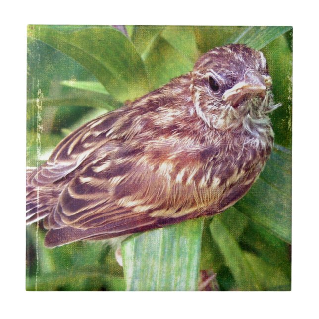 Baby Bird Tile (Front)