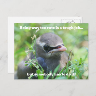 Baby Bird Too Cute Humorous Postcard