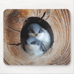 Baby Birds Mouse Pad
