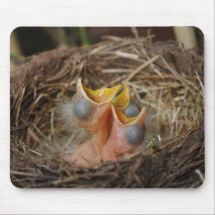 Baby Birds Mouse Pad