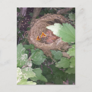 Baby birds sing the song of springtime.... postcard