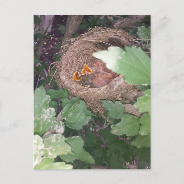 Baby birds sing the song of springtime.... postcard (Front)