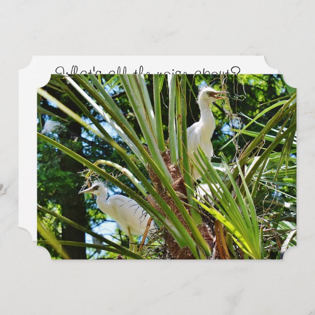 Baby Birrds Invitation (Front/Back)