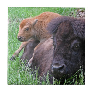 Baby Bison Calf Playin On Mom's Back Ceramic Tile