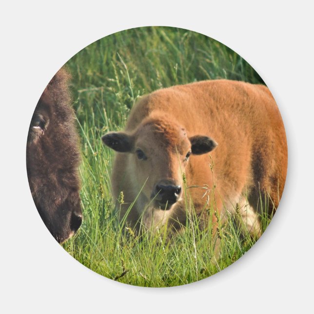 Baby Bison Magnet (Front)