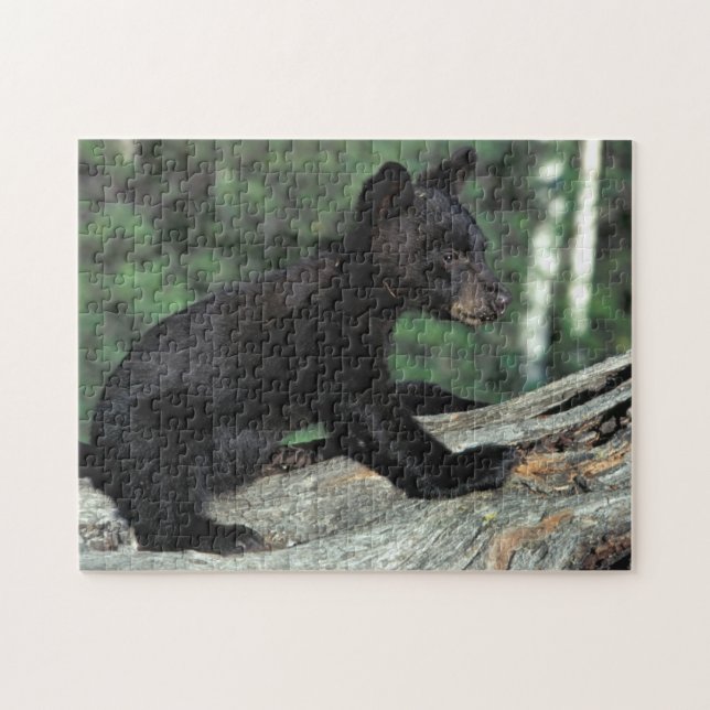 Baby Black Bear Cub Jigsaw Puzzle (Horizontal)