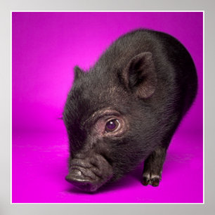 Baby Black Pig Poster