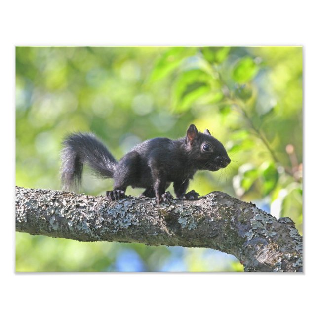 Baby Black Squirrel Photo Print (Front)