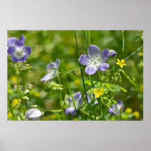 Baby Blue Eyes and Yellow Oxalis Wildflower Poster