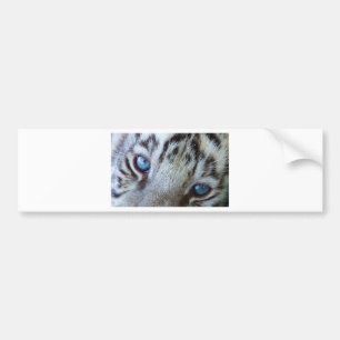 Baby Blue Eyes Bumper Sticker