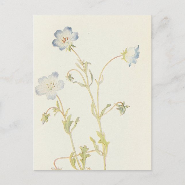 Baby Blue-Eyes by Margaret Armstrong Postcard (Front)