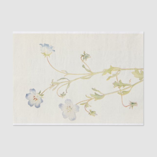 Baby Blue-Eyes by Margaret Armstrong  Tissue Paper (Front)